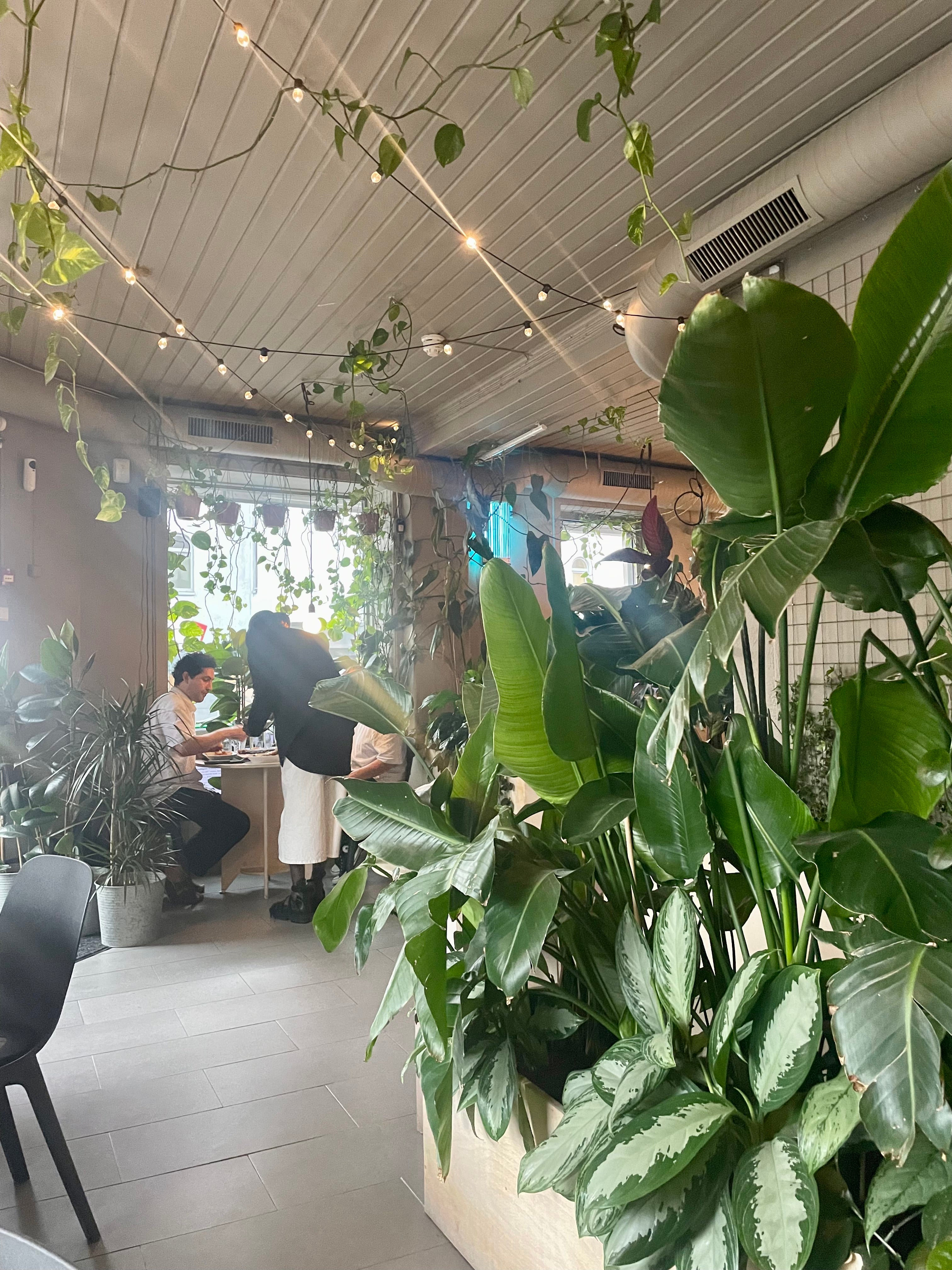 Interiør omringet av store planter og lyst interiør  i restauranten Njokobok i Oslo
